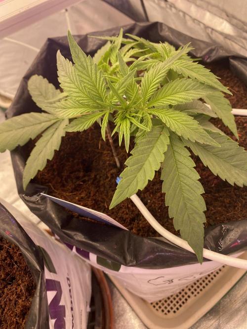 Luke Skywalker?. Week 3