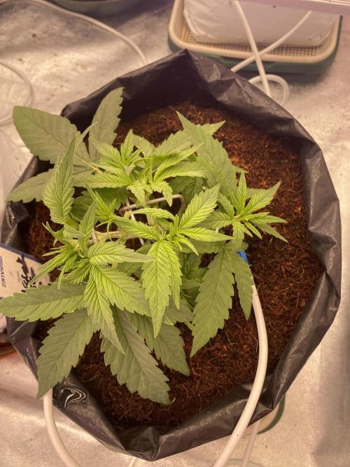Luke Skywalker?. Week 3