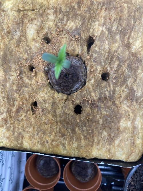 New Strain v2. Week 1
