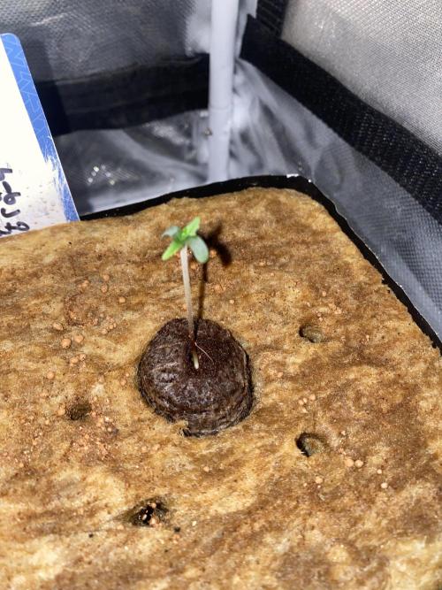 New Strain v3. Week 1