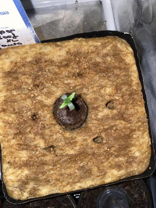 New Strain v3. Week 1