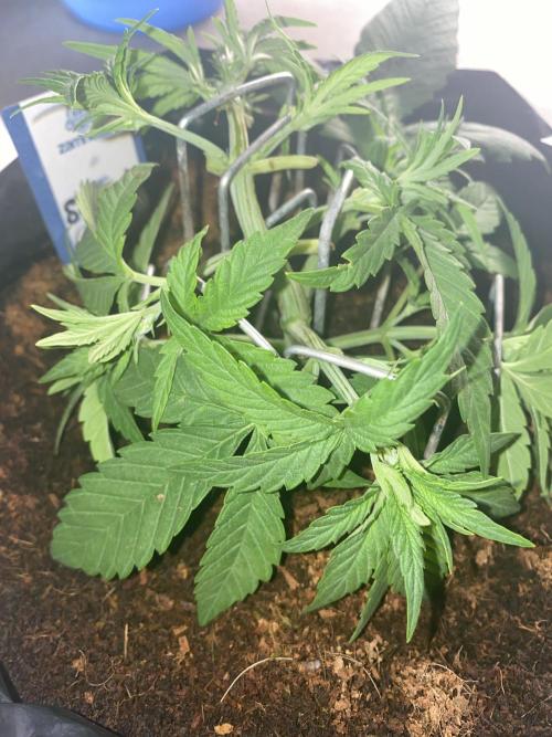 Luke Skywalker?. Week 4