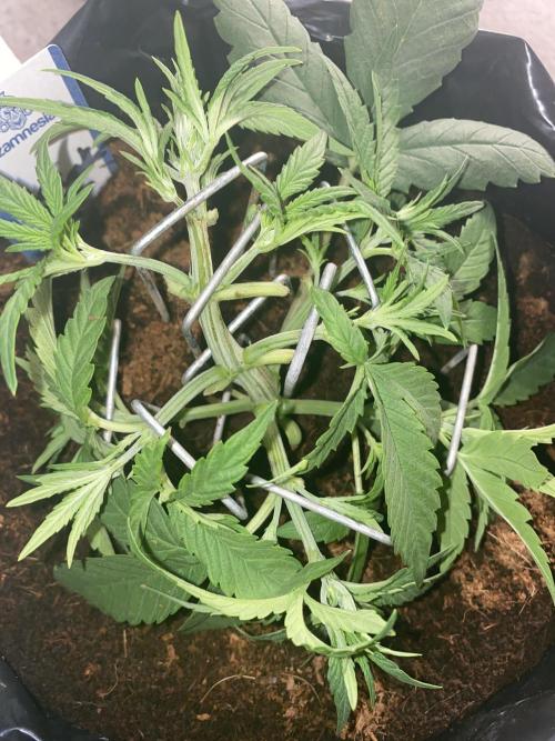 Luke Skywalker?. Week 4