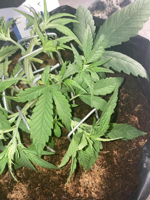 Luke Skywalker?. Week 4