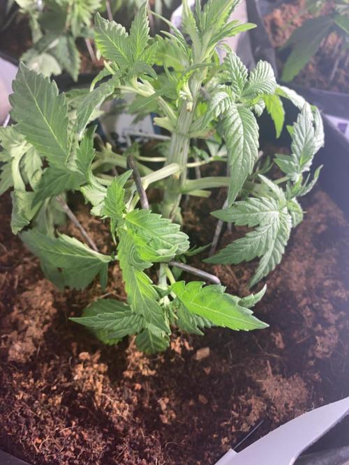 Diablos delight. Week 4
