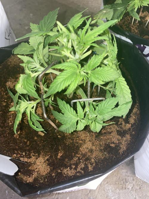 Diablos delight. Week 4