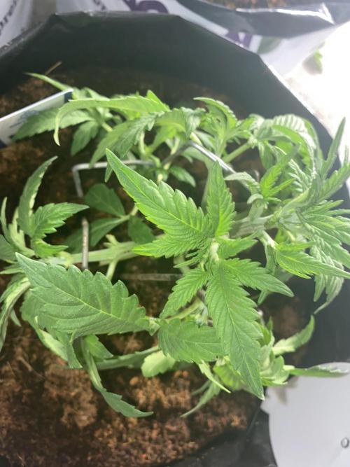 Diablos delight. Week 4