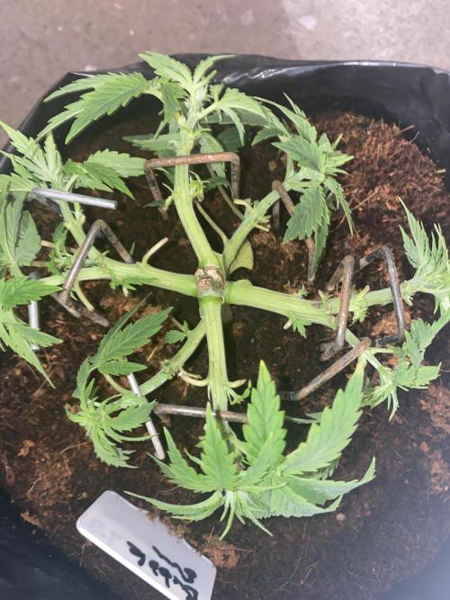 Bubblegum. Week 6