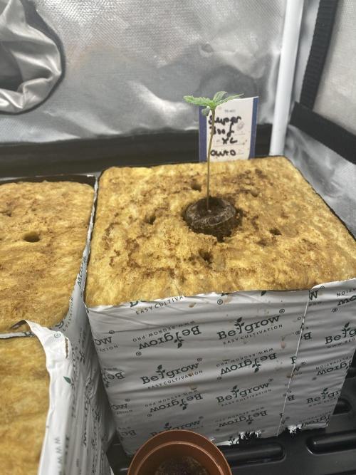 New Strain v2. Week 1