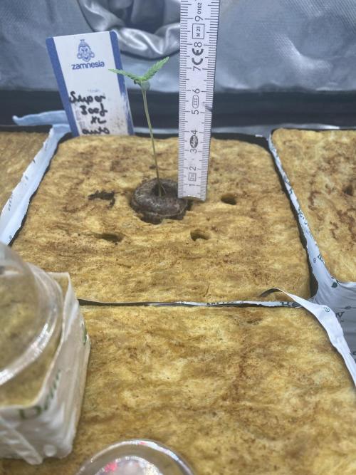 New Strain v2. Week 1
