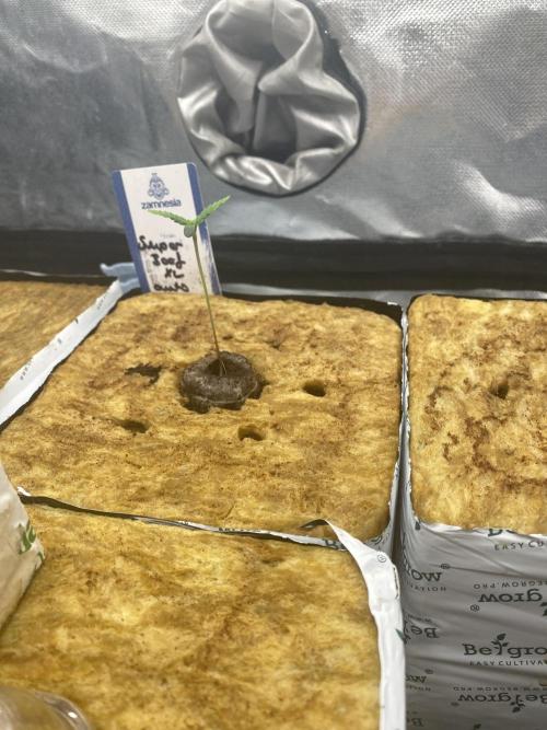 New Strain v3. Week 1