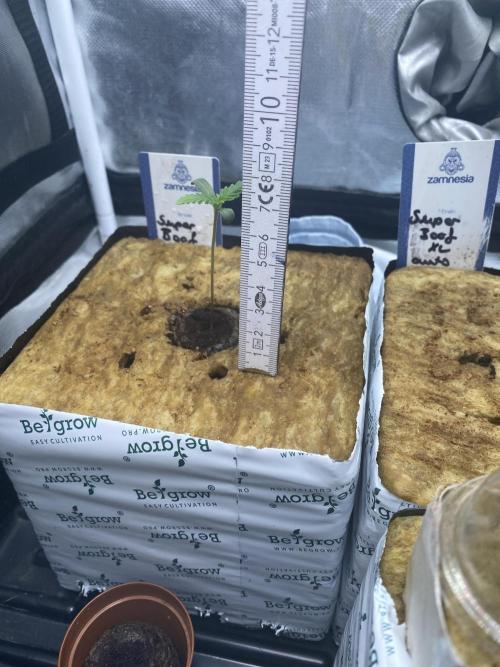 New Strain v3. Week 1