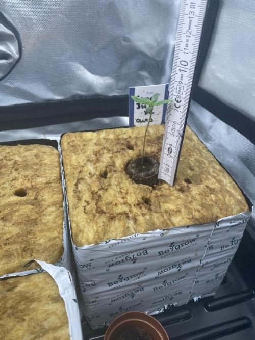 New Strain is coming. Week 1