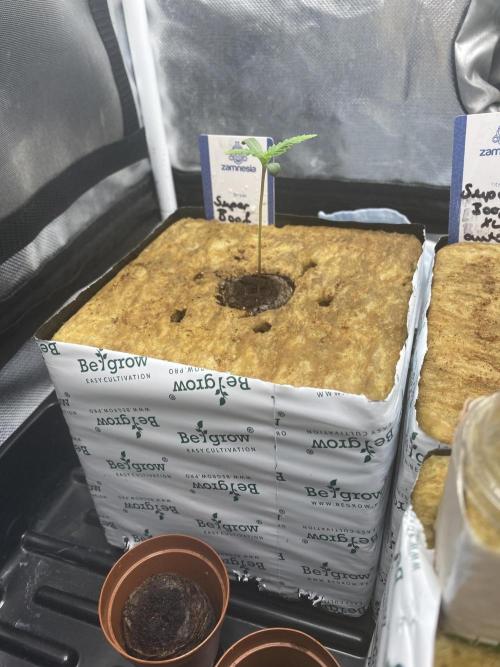 New Strain is coming. Week 1