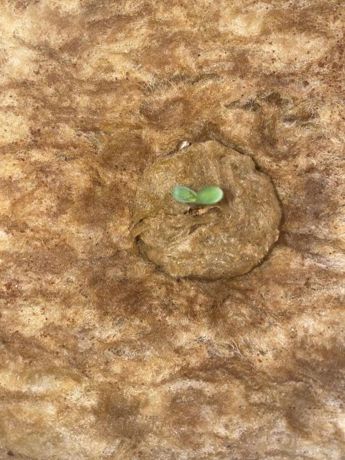 Some Dust from the stars in HFCS. Week 1