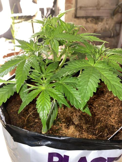 Diablos delight. Week 5