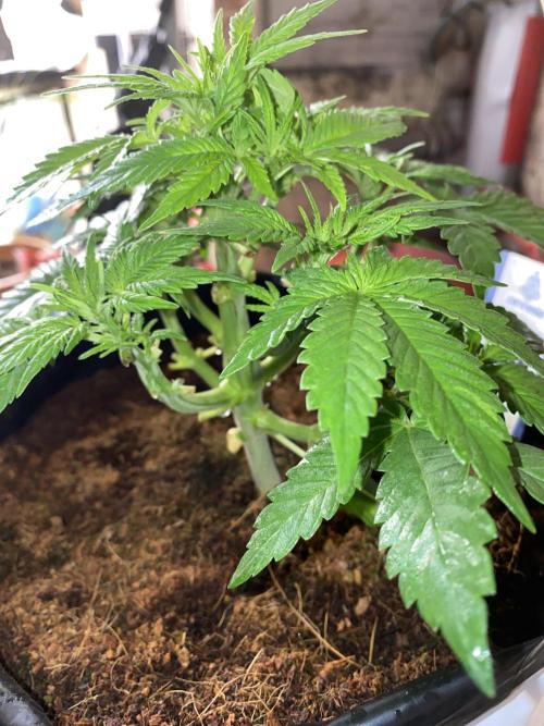 Diablos delight. Week 5