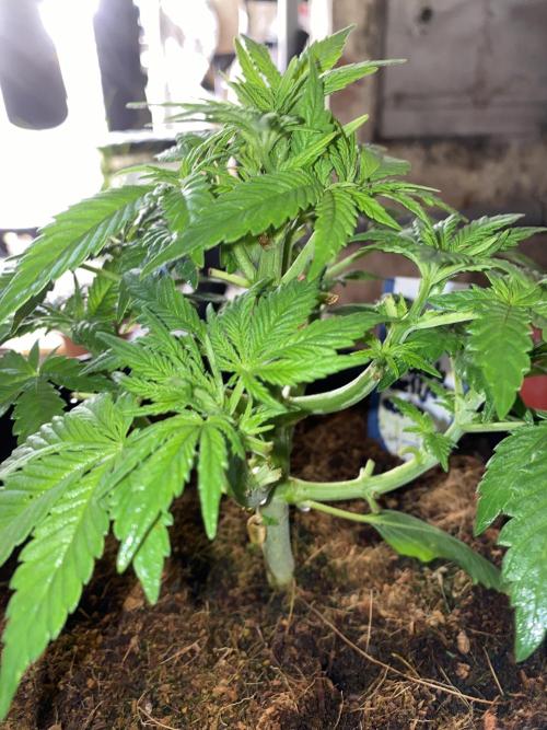Diablos delight. Week 5