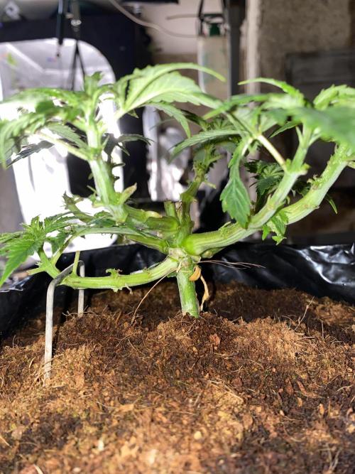 Bubblegum. Week 6