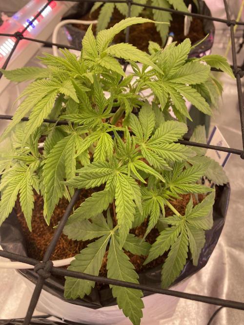 Diablos delight. Week 5
