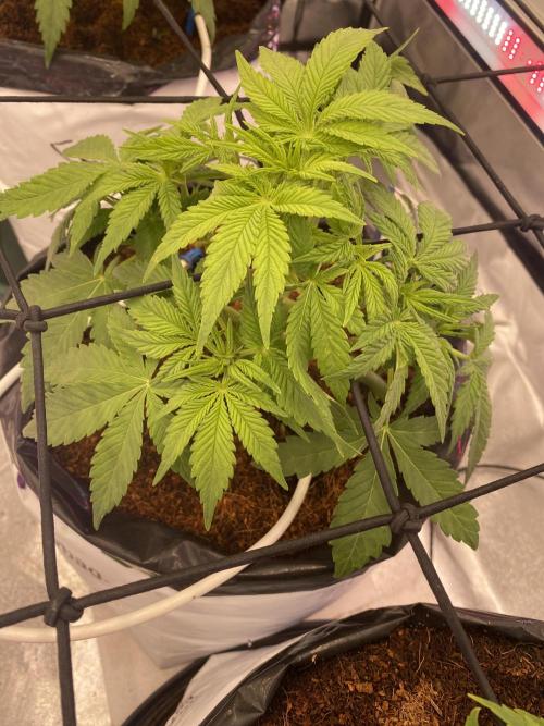 Diablos delight. Week 5