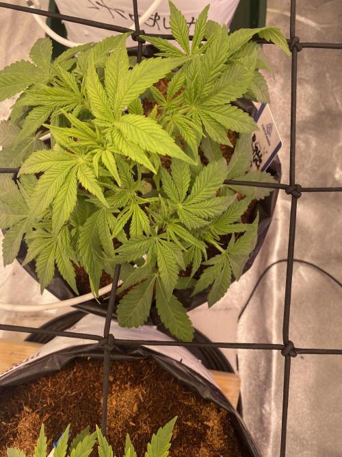 Diablos delight. Week 5