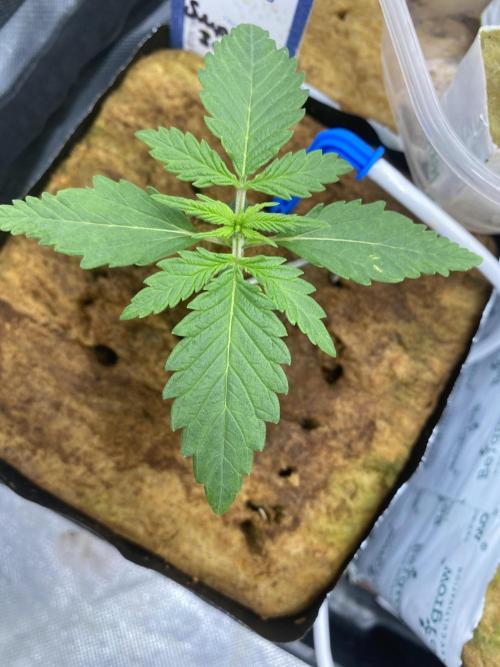 New Strain v3. Week 2