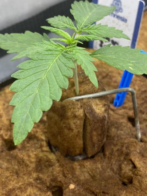 New Strain v3. Week 2