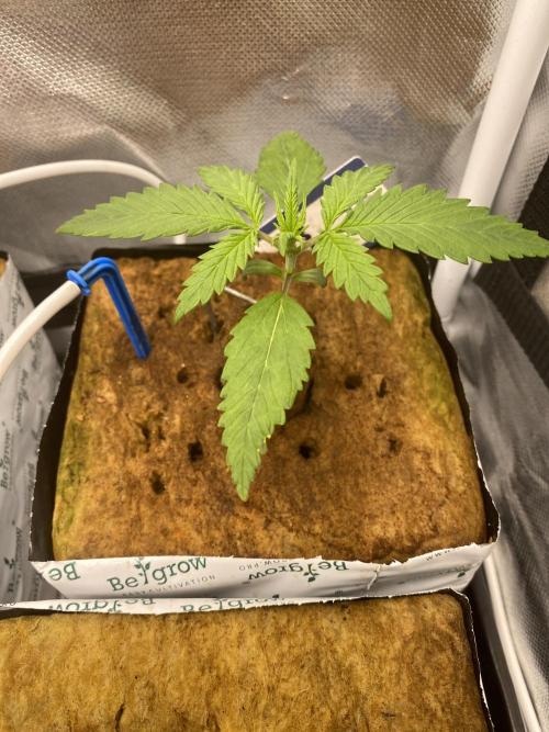 New Strain v2. Week 2