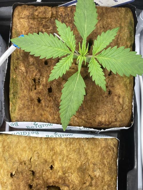 New Strain v2. Week 2