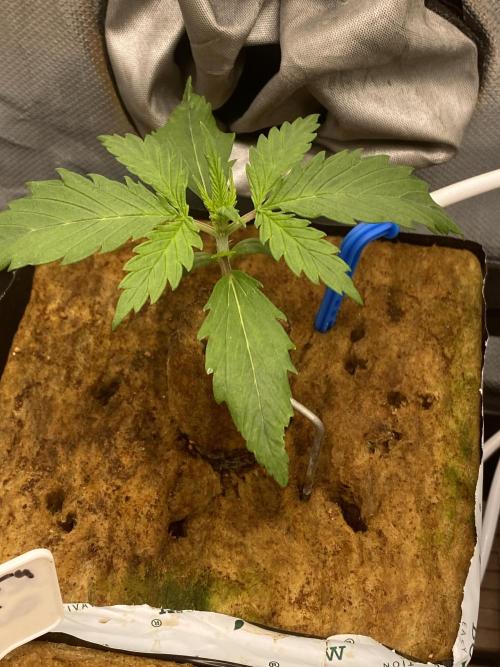 New Strain is coming. Week 2