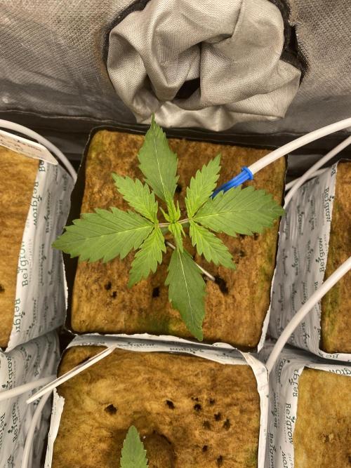 New Strain is coming. Week 2