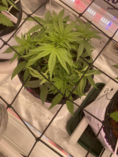 Luke Skywalker?. Week 5