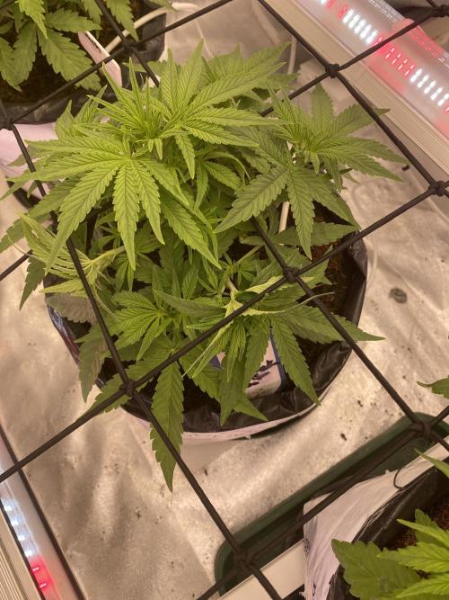 Luke Skywalker?. Week 5