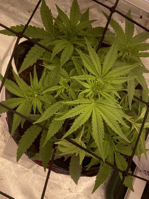 Luke Skywalker?. Week 5