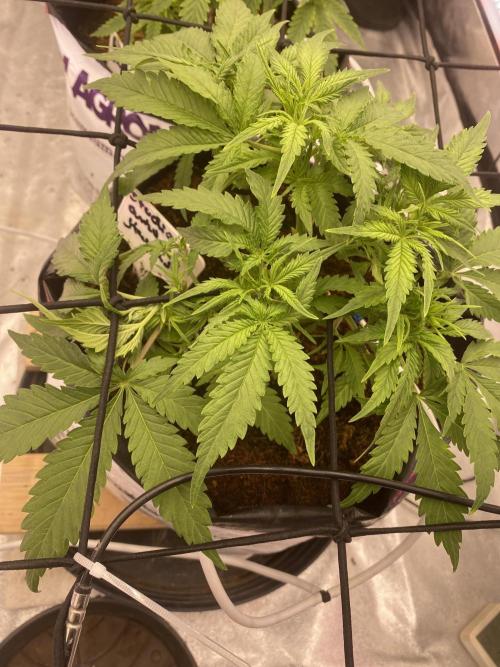 Diablos delight. Week 6