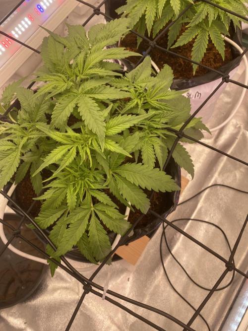 Diablos delight. Week 6
