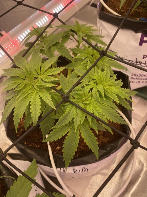 Bubblegum. Week 7