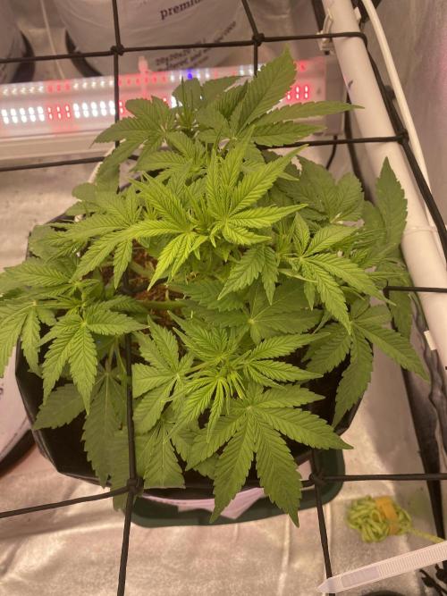 Diablos delight. Week 6