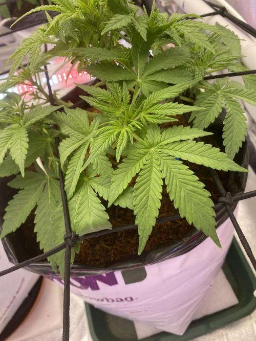 Diablos delight. Week 6