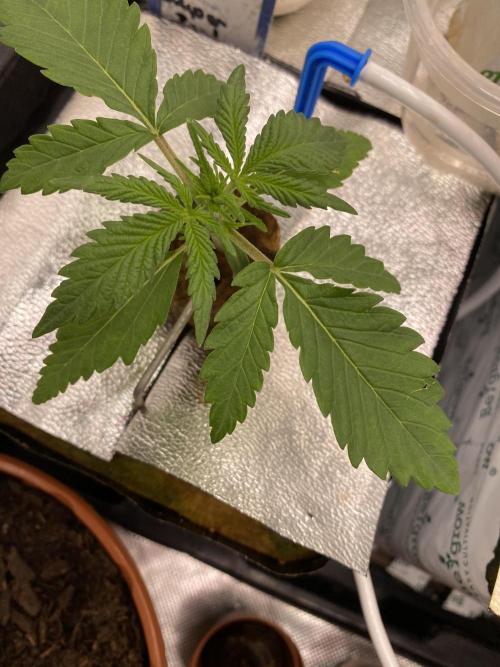 New Strain is coming. Week 2