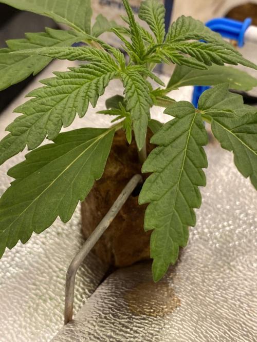 New Strain is coming. Week 2