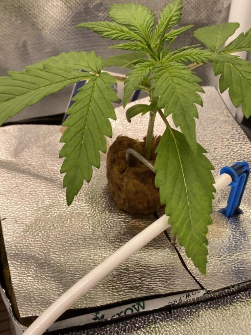 New Strain v2. Week 2