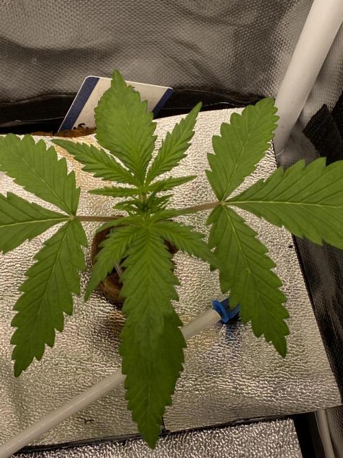 New Strain v2. Week 2