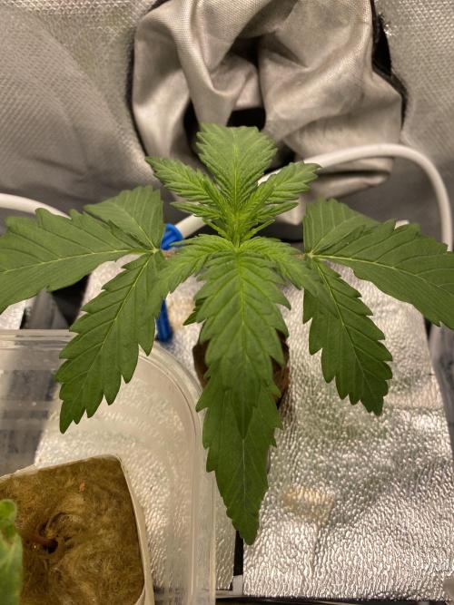 New Strain v3. Week 2