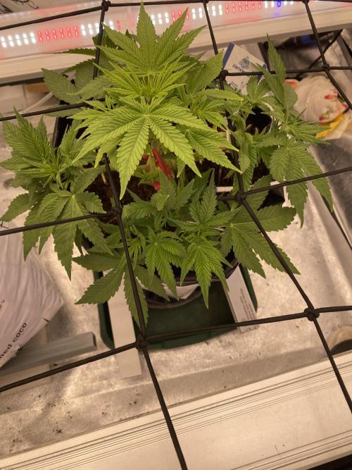 Diablos delight. Week 6