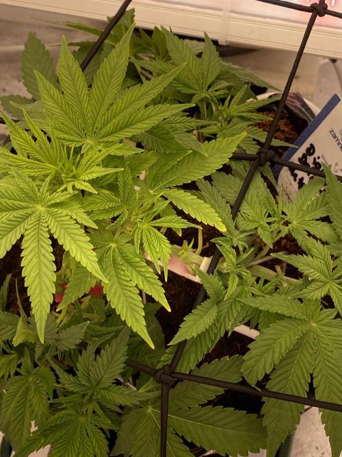 Diablos delight. Week 6