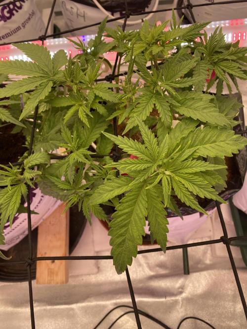 HFCS test run 5. Week 6