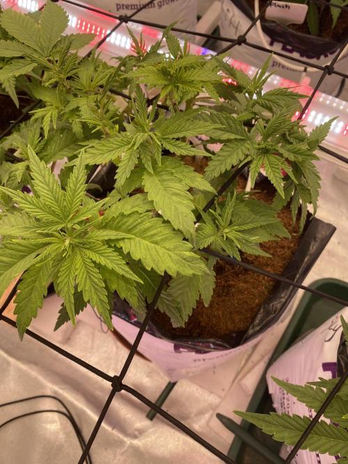 HFCS test run 5. Week 6
