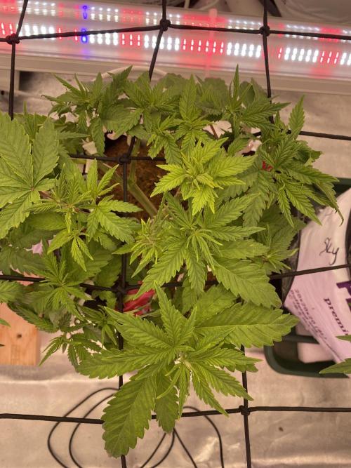 HFCS test run 5. Week 6